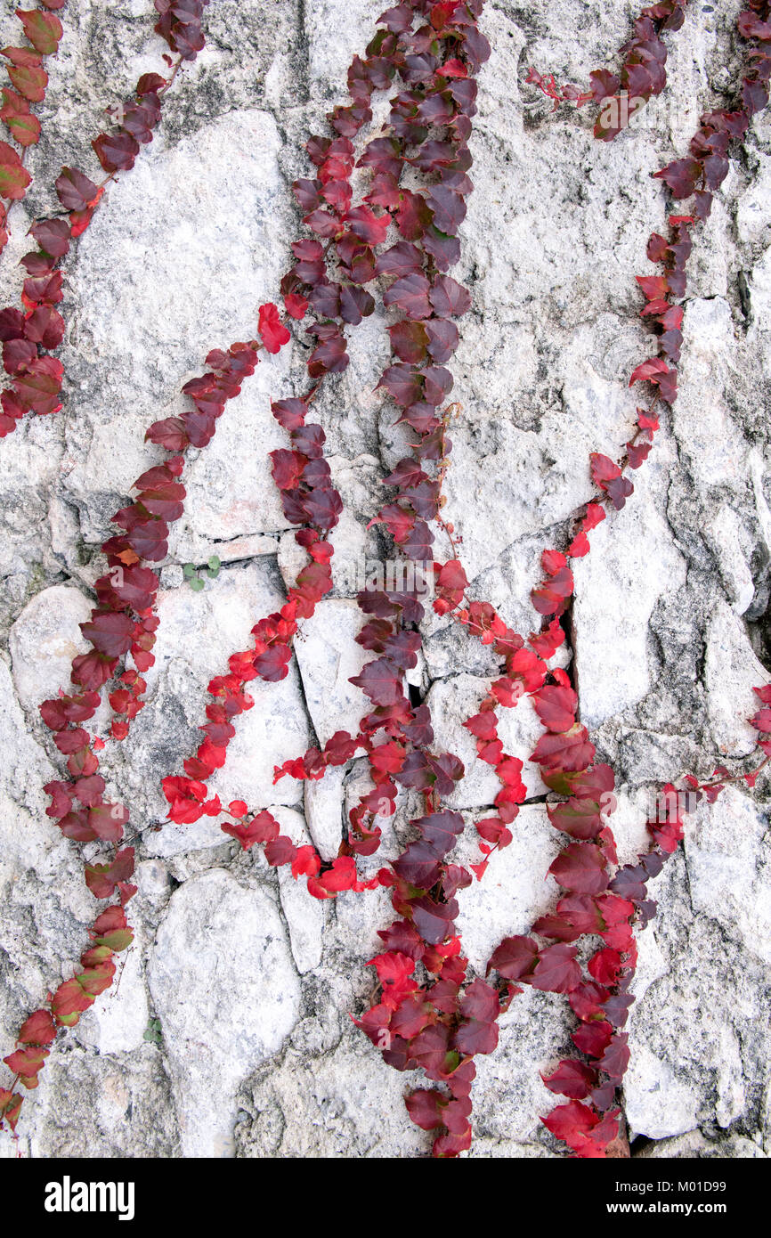 Des feuilles de lierre rouges et violettes grimpent sur un mur de pierre texturé, Banque D'Images