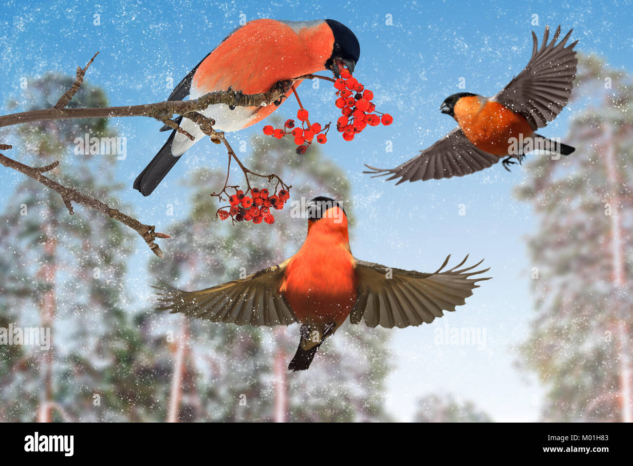 Oiseau rouge de Noël dans une forêt enneigée Banque D'Images