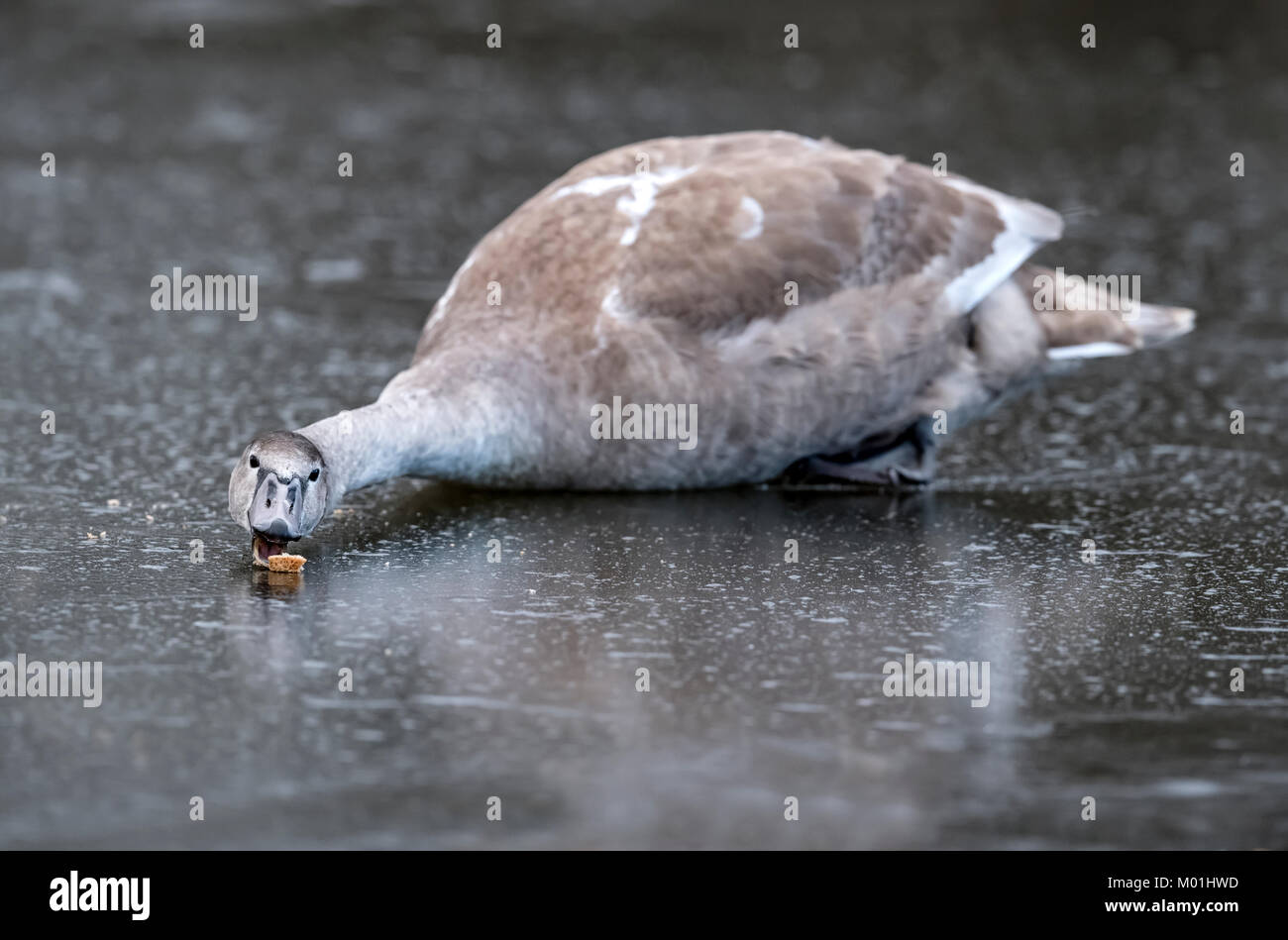 Cygnet sur un étang gelé, à proximité jusqu'à l'hiver Banque D'Images