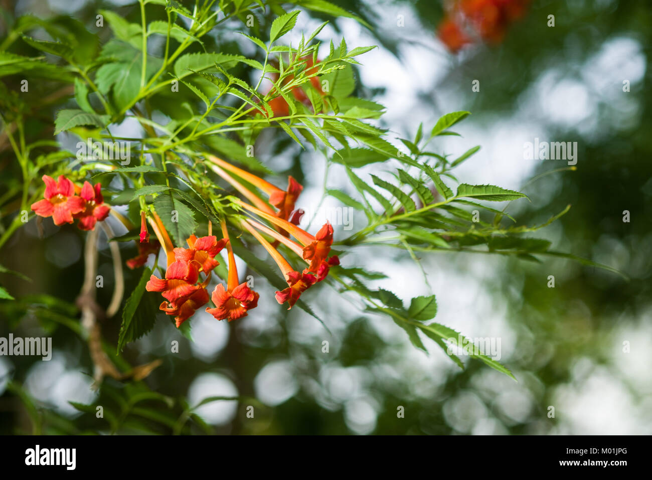 Trompette trompette Orange ou rampante de la vigne (campsis radicans, Bignonia radicans, Tecoma radicans) montrant les fleurs et les feuilles, Kenya, Afrique de l'Est Banque D'Images