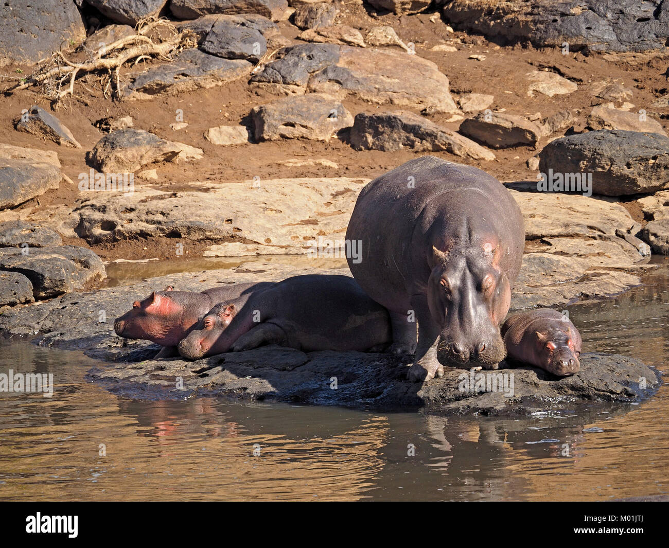 Adultes permanent Hippopotame (Hippopotamus amphibius), avec trois jeunes couché de soleil sur les rives de la rivière Mara dans le Masai Mara, Kenya Afrique Associations Banque D'Images