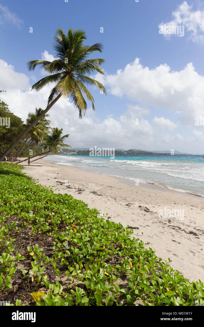La plage des Caraïbes , la Martinique. Banque D'Images