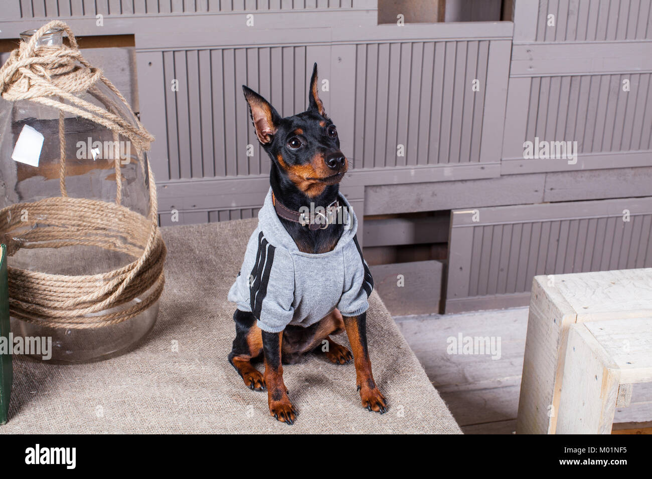 Dobermann. Un petit chien noir-brun sur la table. Chiot de vêtements. Conseils gris toile.Close-up Banque D'Images