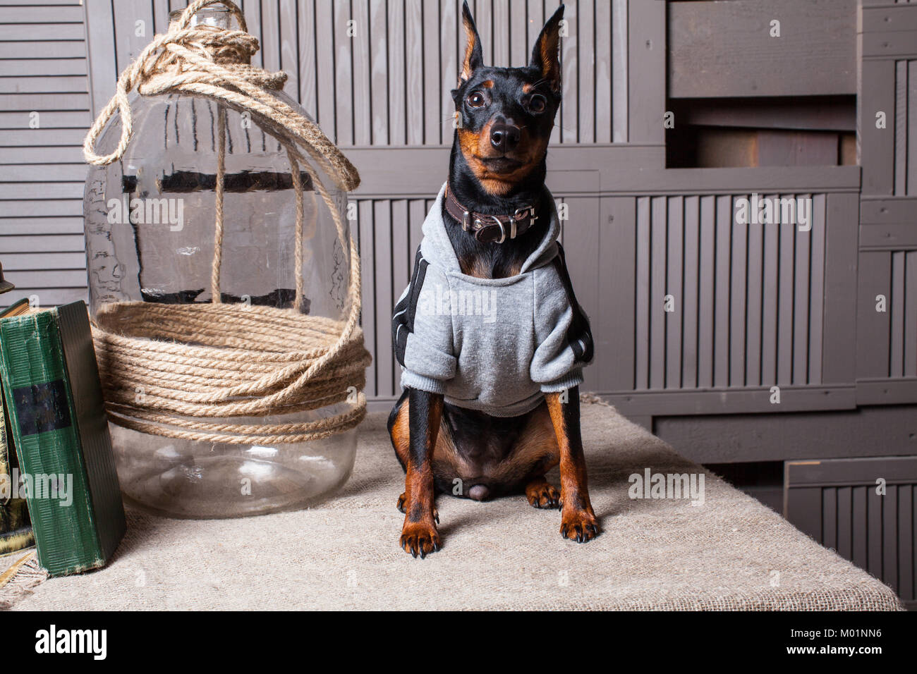 Dobermann. Un petit chien noir-brun sur la table. Chiot de vêtements. Conseils gris toile.Close-up Banque D'Images