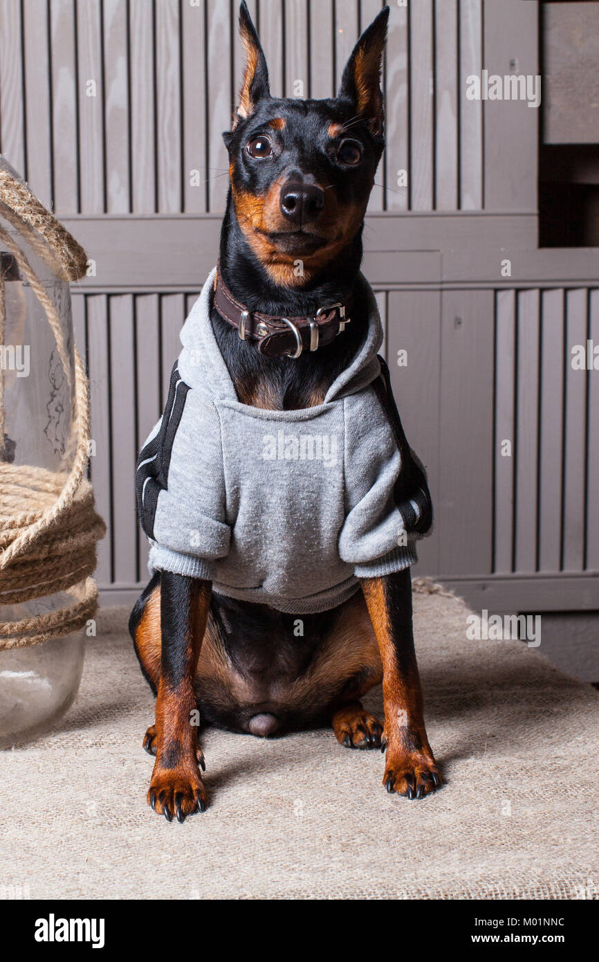 Dobermann Un Petit Chien Noir Brun Sur La Table Chiot De