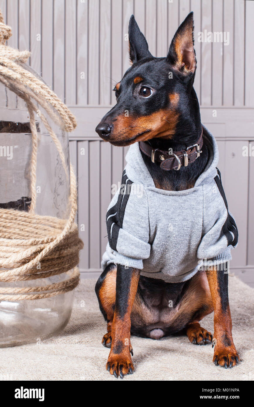 Dobermann Un Petit Chien Noir Brun Sur La Table Chiot De