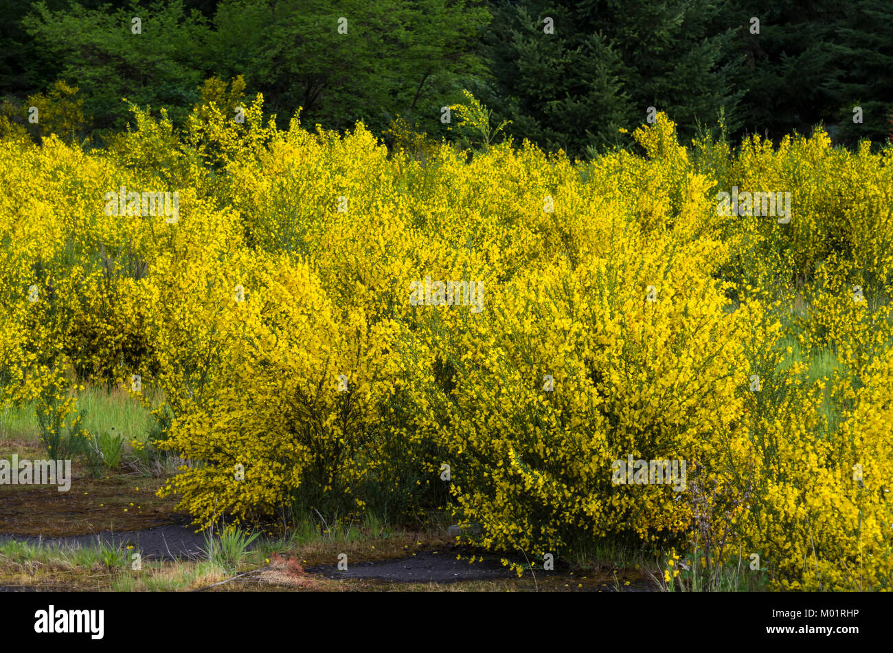 Cytisus scoparius genêt à balais ou une espèce envahissante qui fleurit au printemps jaune Banque D'Images