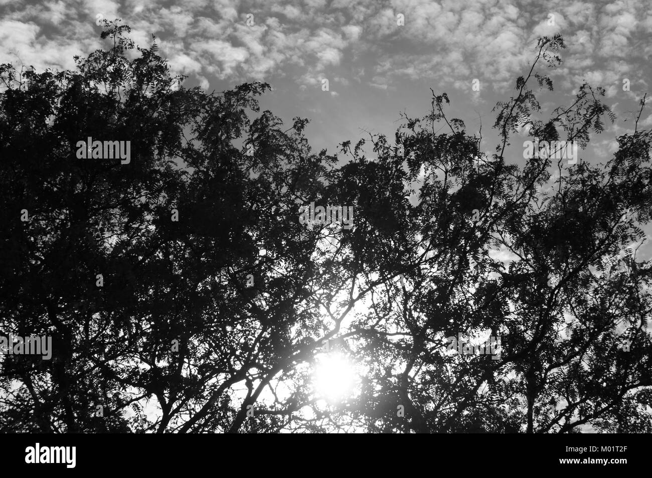 Soleil filtrant à travers les arbres Banque D'Images
