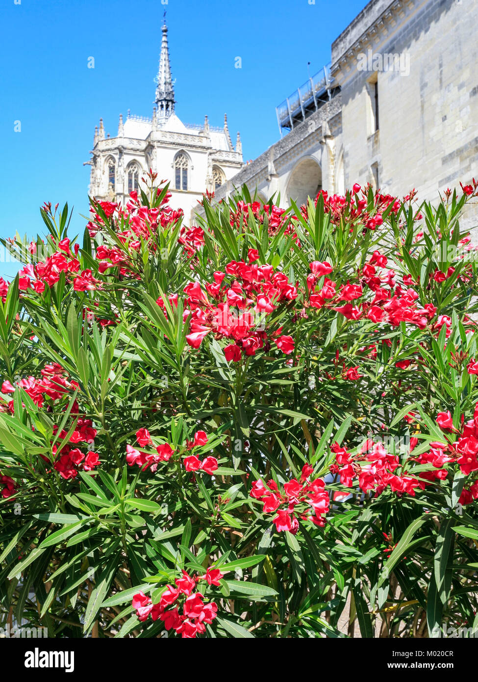 AMBOISE, FRANCE - Le 8 juillet 2010 : rhododendron floraison bush et château Chateau d'Amboise à Amboise la ville. Amboise est située dans l' Indre-et-Loire dep Banque D'Images