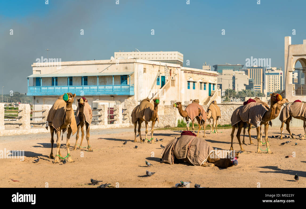 Marché aux chameaux à Souq Waqif à Doha, Qatar Banque D'Images
