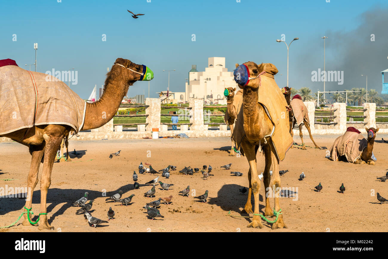 Marché aux chameaux à Souq Waqif à Doha, Qatar Banque D'Images