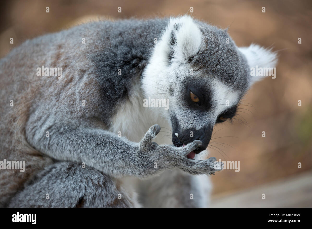 Untitled document (Lemur catta) lécher la paume de la main Banque D'Images