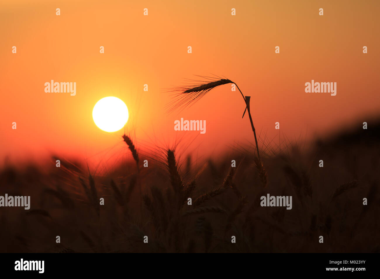 Sur fond d'épices blé soleil le soir au coucher du soleil Photo Stock -  Alamy