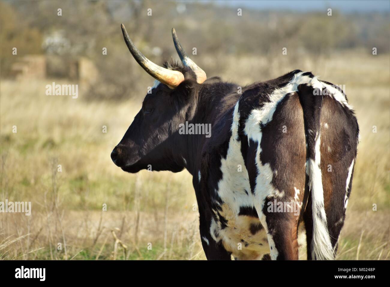 Texas Longhorn Banque D'Images