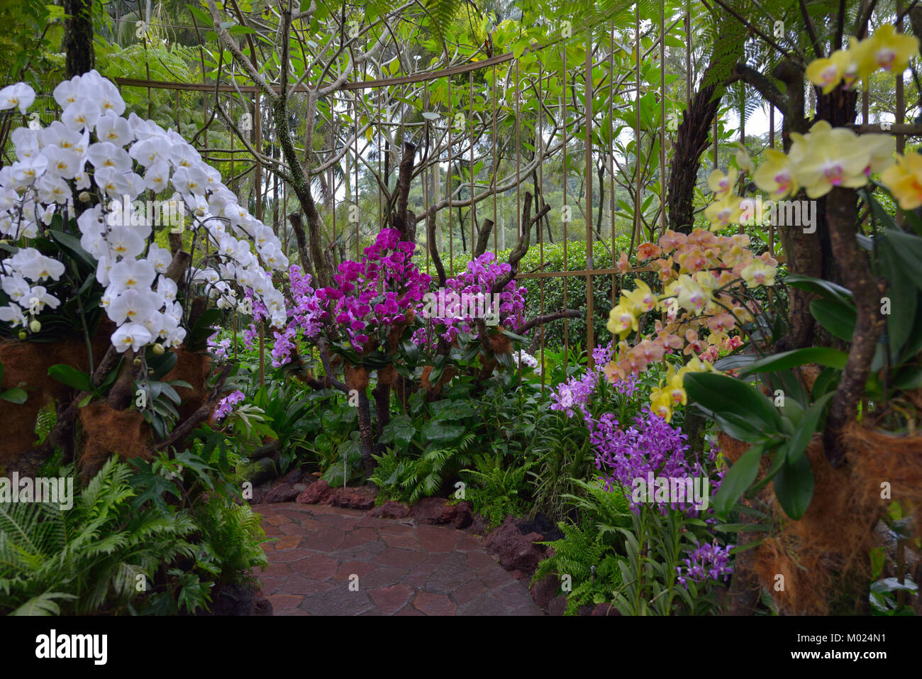 La National Orchid Garden (Orchidaceae), Singapour SIN Banque D'Images