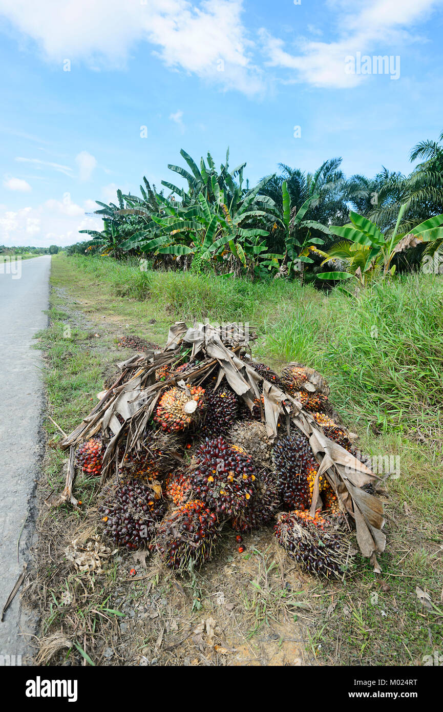 Une récolte de fruits de palmier à huile à la disposition le long d'une plantation de palmiers à huile, de Bornéo, Sabah, Malaisie Banque D'Images