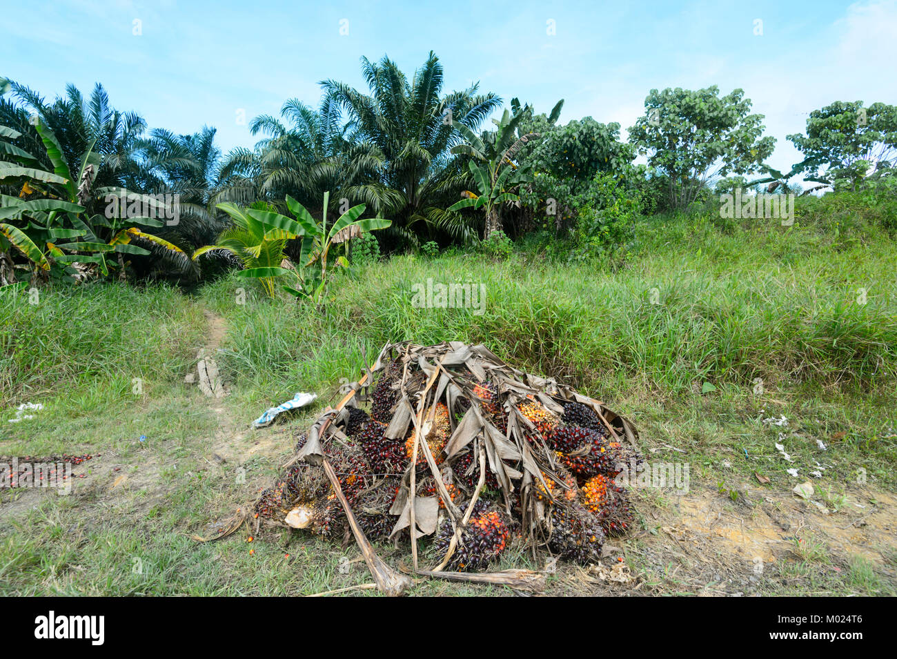 Une récolte de fruits de palmier à huile à la disposition le long d'une plantation de palmiers à huile, de Bornéo, Sabah, Malaisie Banque D'Images