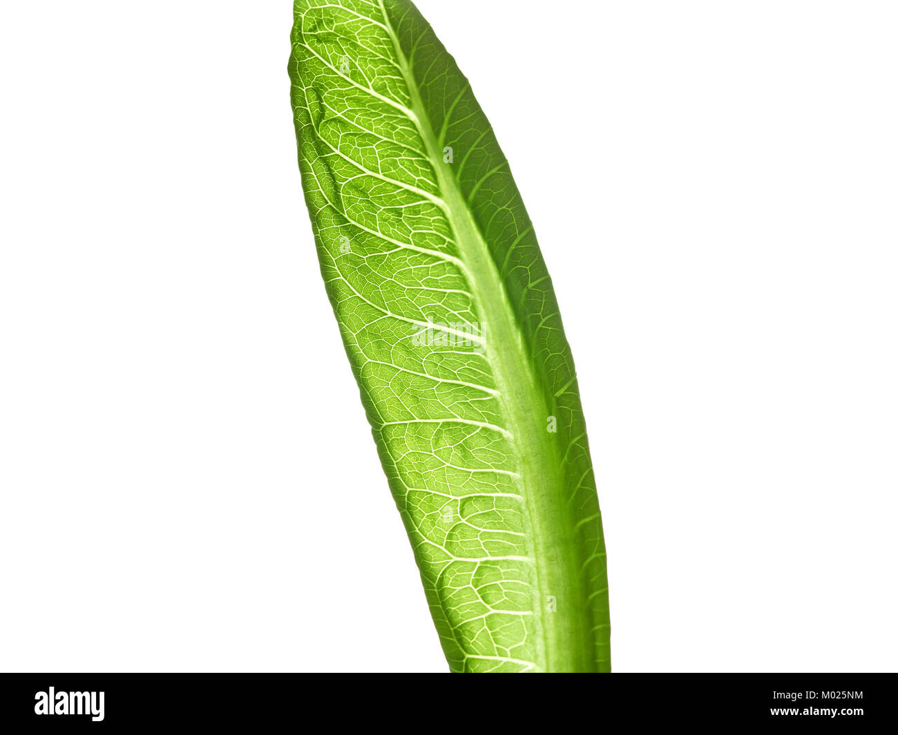 Salade de laitue feuille verte isolée sur fond blanc Banque D'Images