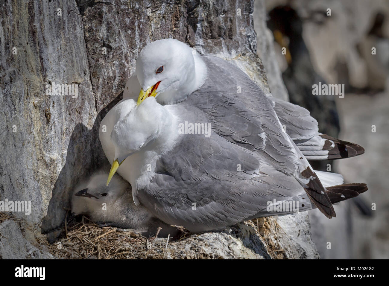 Une paire de mouette tridactyle perché sur une falaise face à la protection de la jeunes poussins Banque D'Images