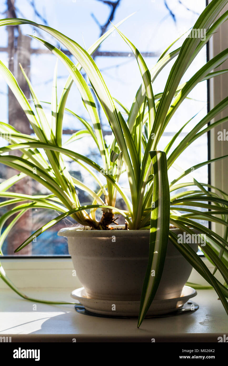 Chlorophytum plante en pot sur le rebord de la journée d'hiver ensoleillée dans Banque D'Images