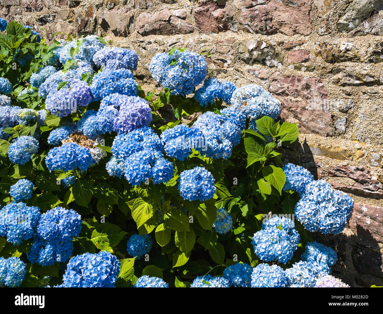 Voyage en France - fleurs hortensia traditionnel en plein air près de mur de la maison en Côtes-d'Armor de la Bretagne, dans la journée d'été ensoleillée Banque D'Images