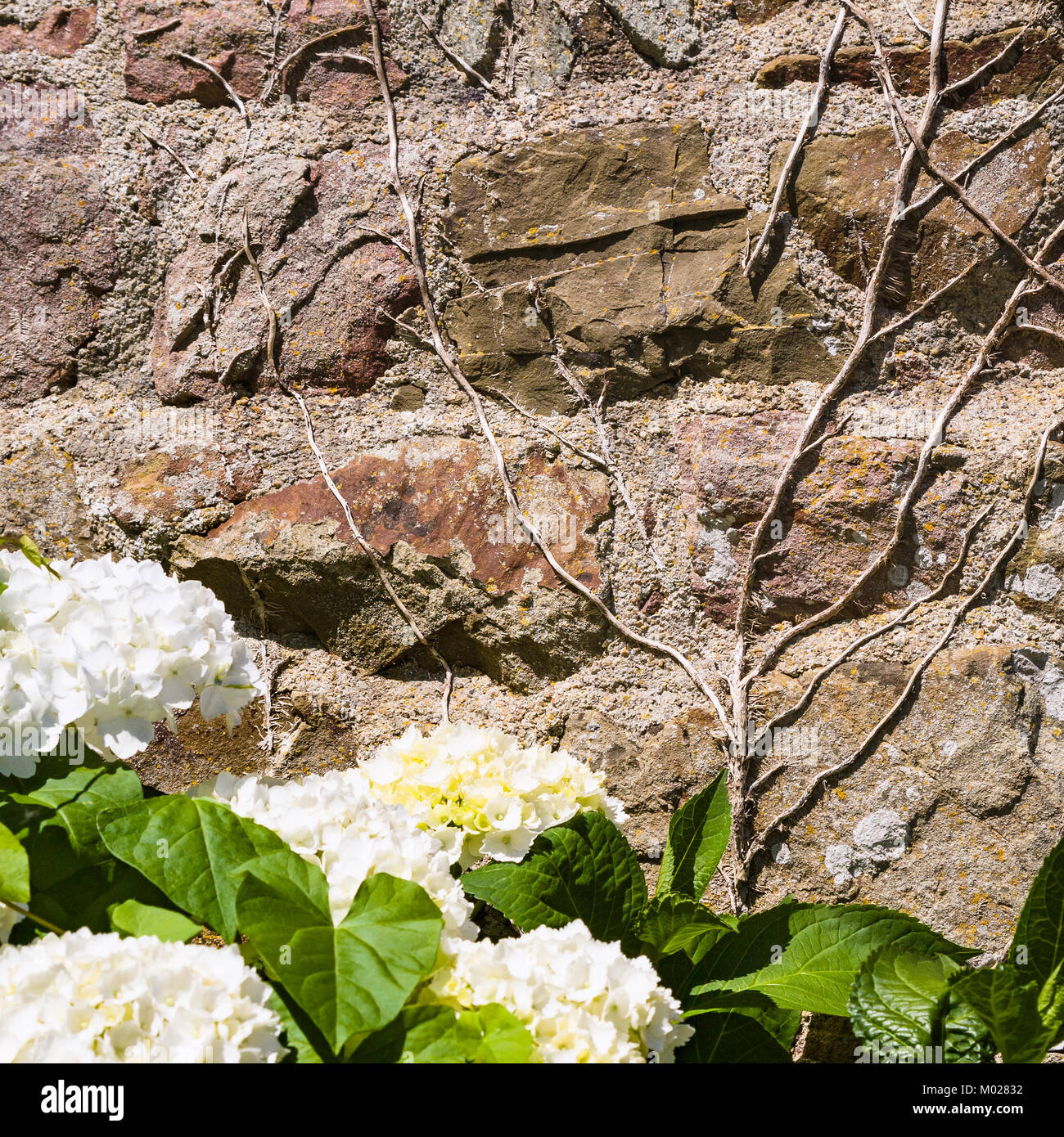 Voyage en France - piscine maison wall et blanc fleurs d'hortensias en Côtes-d'Armor de la Bretagne, dans la journée d'été ensoleillée Banque D'Images