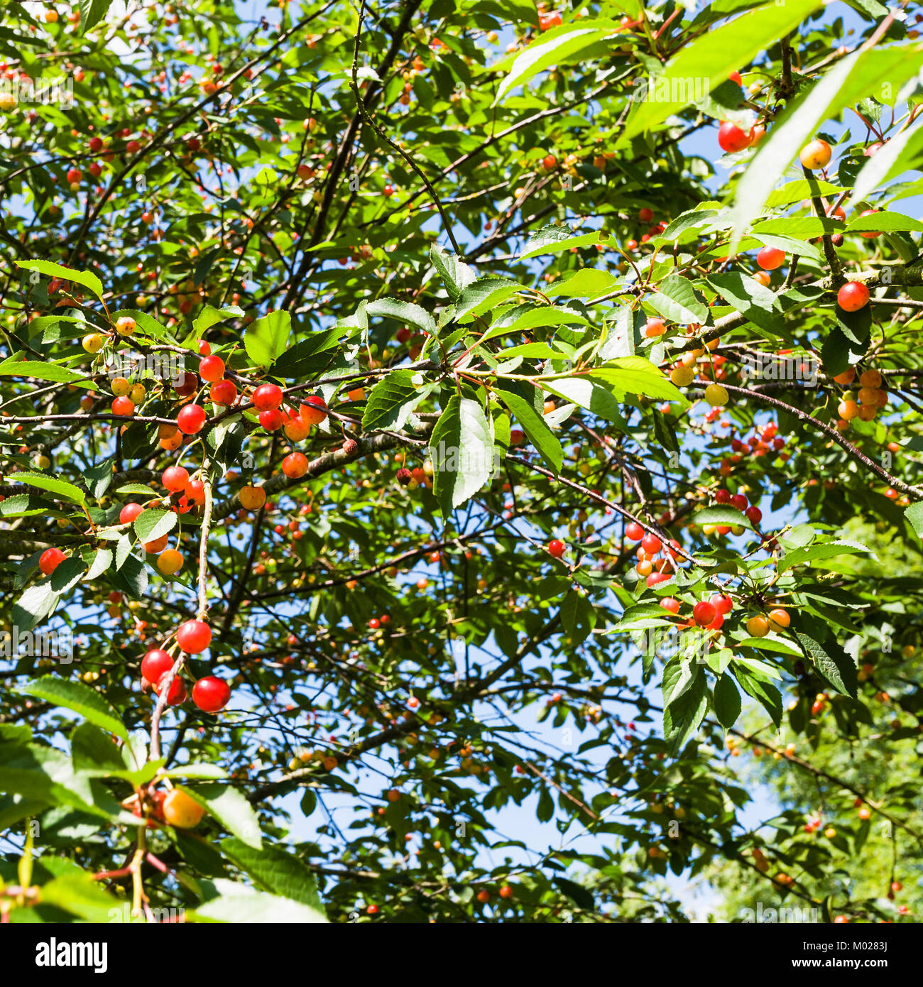 Voyage en France - cherry tree avec des fruits mûrs en Côtes-d'Armor de la Bretagne, dans la journée d'été ensoleillée Banque D'Images