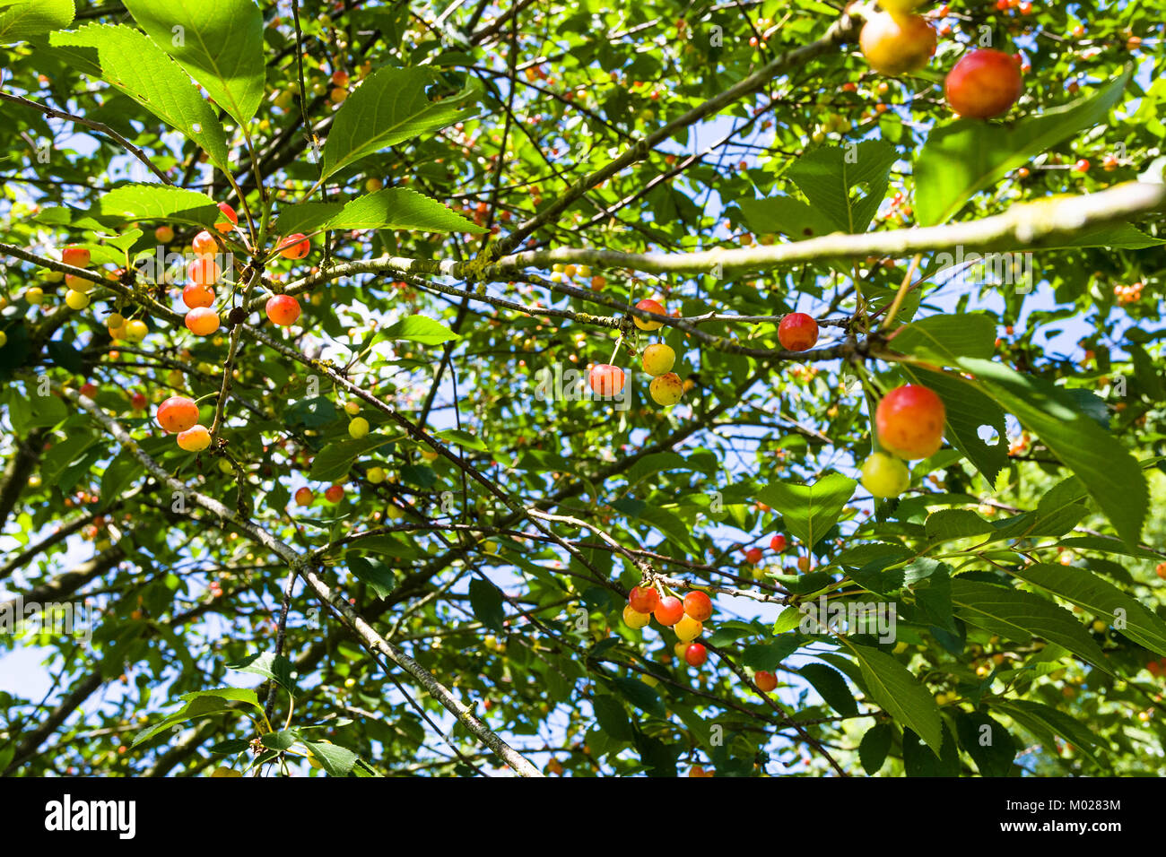 Voyage en France - fruits rouges et jaunes sur cherry tree in Côtes-d'Armor de la Bretagne, dans la journée d'été ensoleillée Banque D'Images
