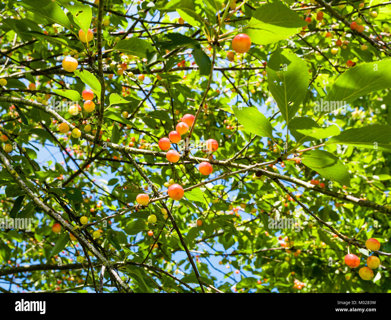 Voyage en France - cherry tree avec fruits rouge et jaune en Côtes-d'Armor de la Bretagne, dans la journée d'été ensoleillée Banque D'Images