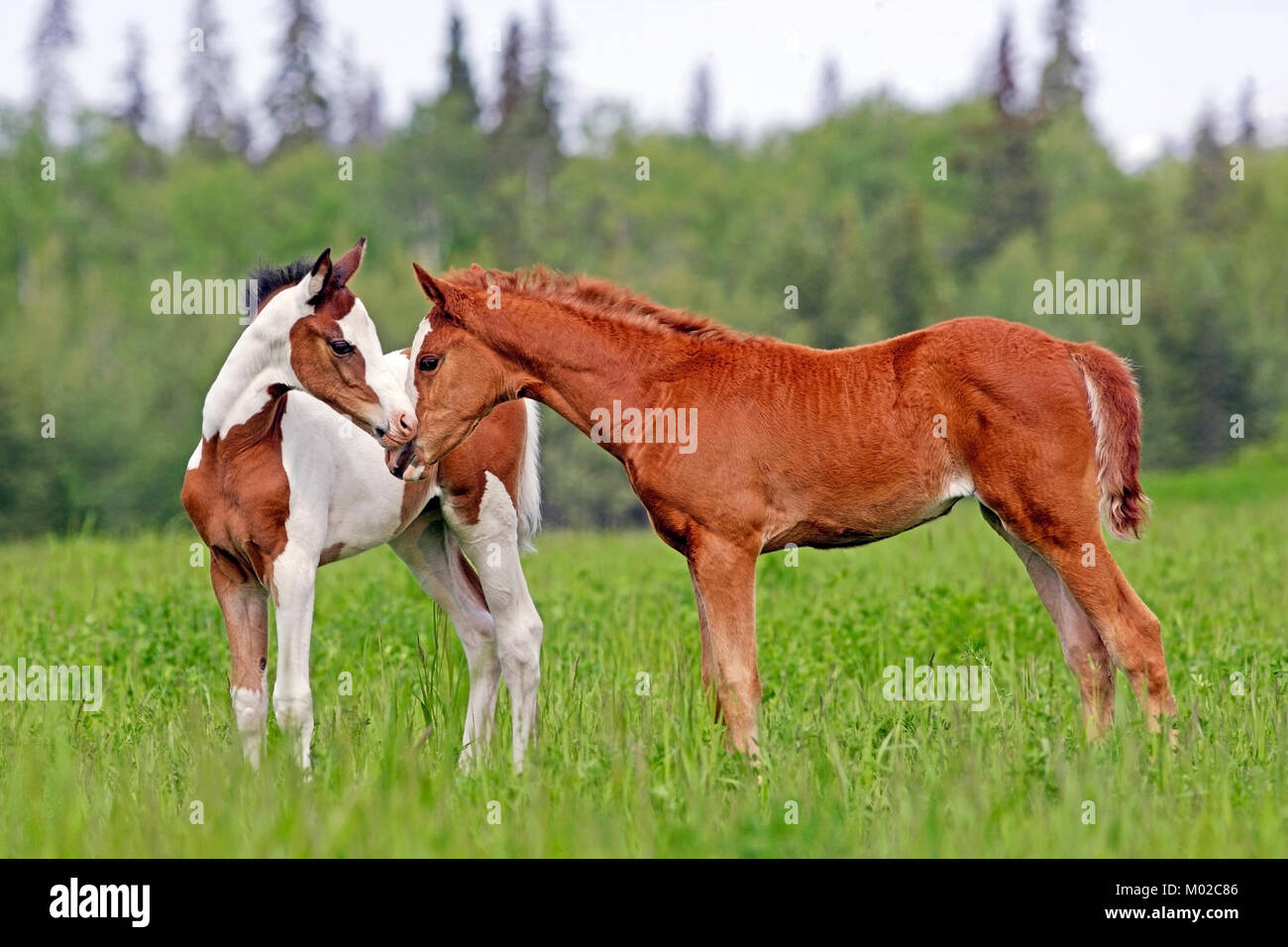 Cute Pinto et châtaigne poulains en été pré, chaque message d'autres. Banque D'Images