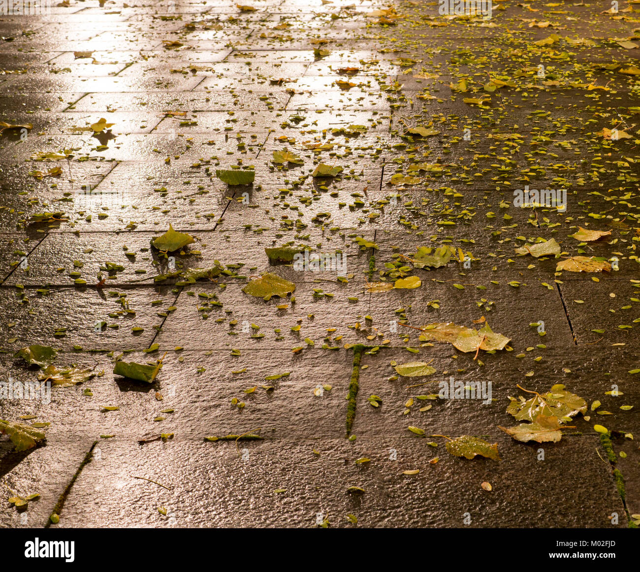 Carrelage sol humide du parc de nuit d'automne. arrière-plan. Banque D'Images