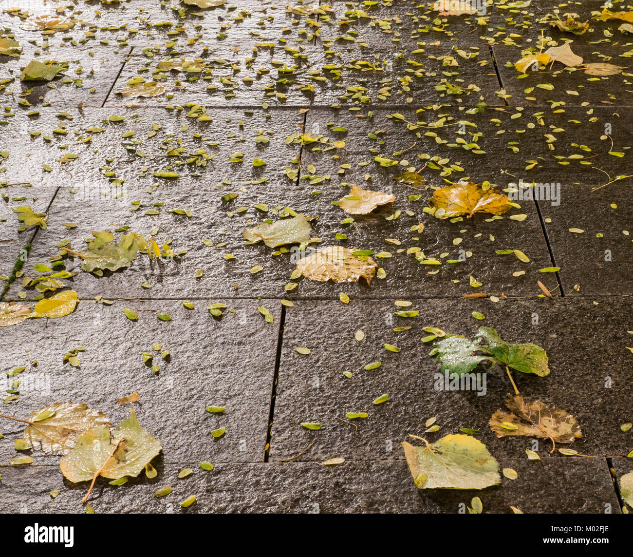 Carrelage sol humide du parc de nuit d'automne. arrière-plan. Banque D'Images