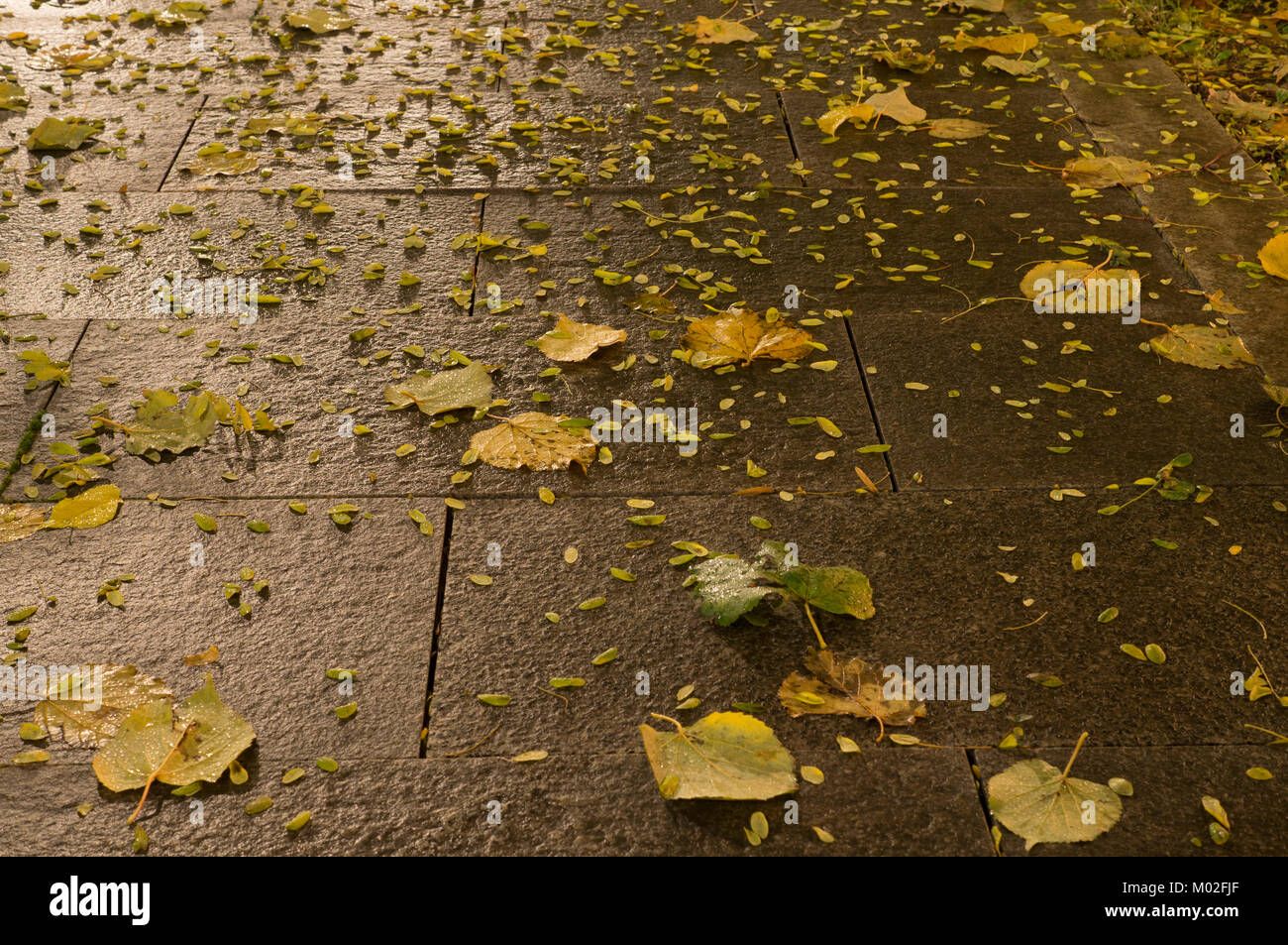 Carrelage sol humide du parc de nuit d'automne. arrière-plan. Banque D'Images