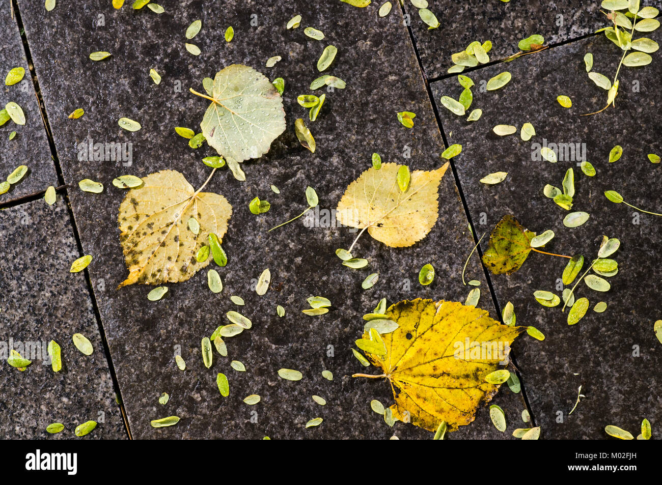 Carrelage sol humide du parc de nuit d'automne, la texture de fond. Banque D'Images