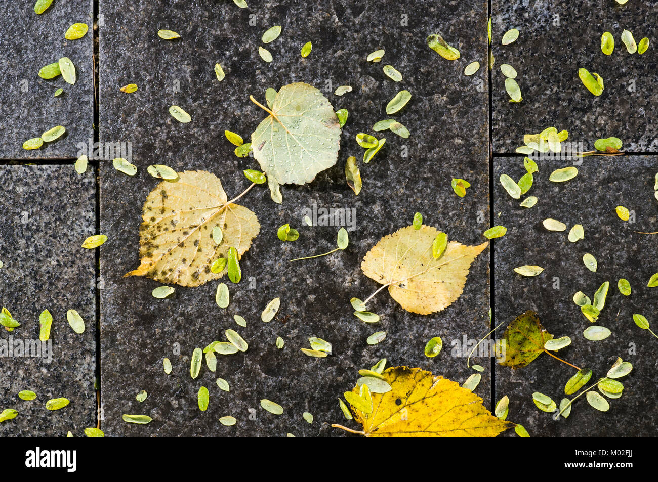 Carrelage sol humide du parc de nuit d'automne, la texture de fond. Banque D'Images