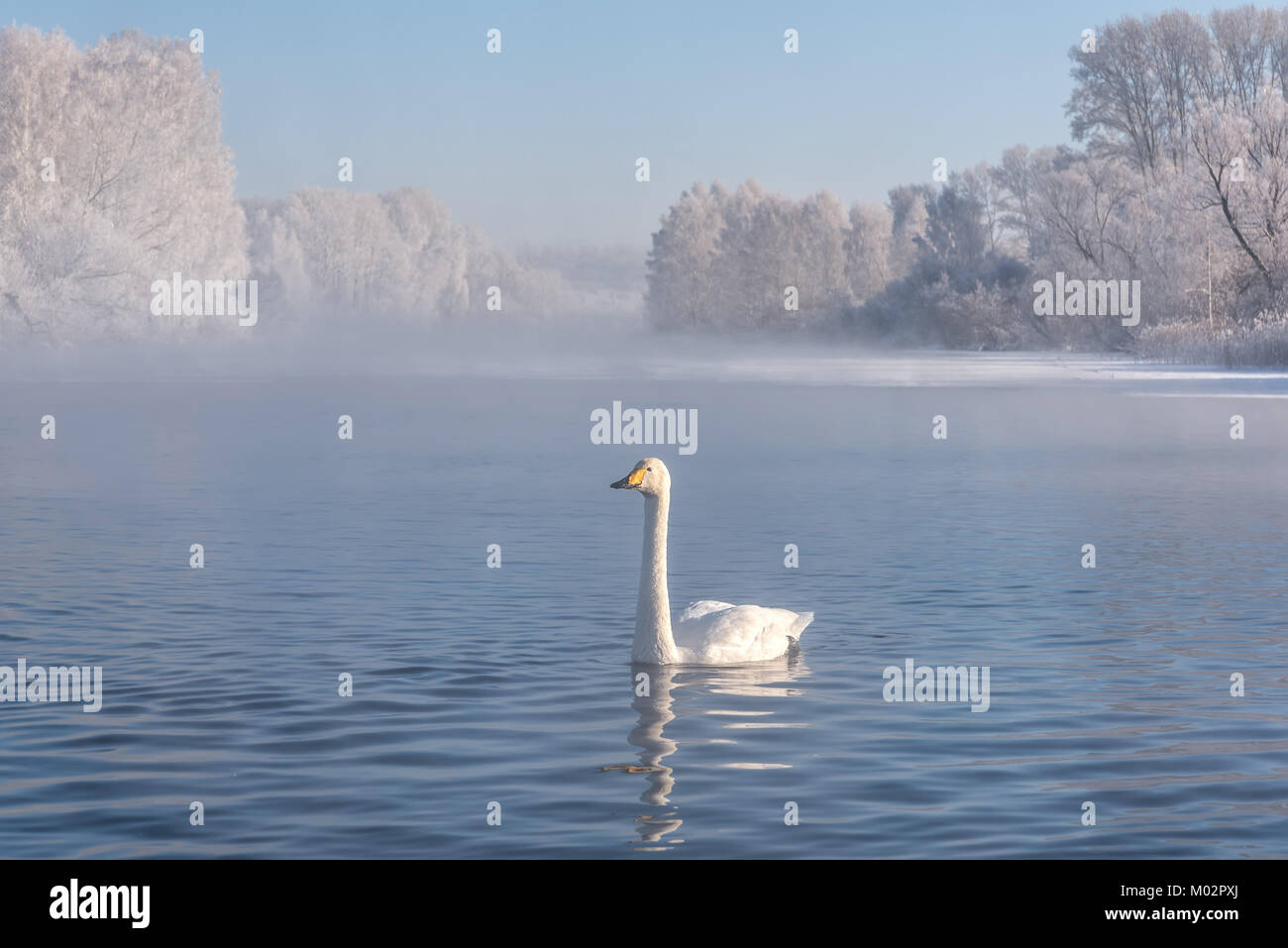Un cygne chanteur solitaire nager dans le lac brumeux sur un matin d'hiver ensoleillé sur l'arrière-plan du ciel bleu et blanc des arbres dans la gelée blanche Banque D'Images