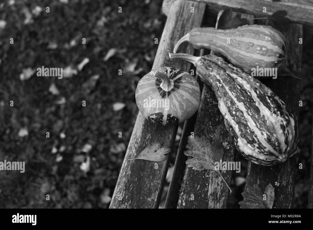 Trois gourdes ornementales parmi les feuilles d'automne sur un banc de jardin en bois, avec copie espace - traitement monochrome Banque D'Images