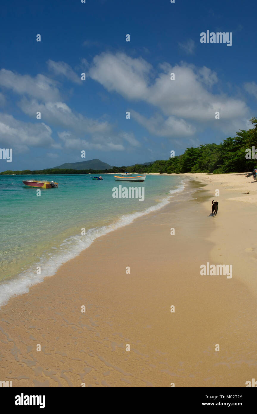 Un chien errant le long de la plage Paradise, Carriacou, Grenadines, Caraïbes Banque D'Images