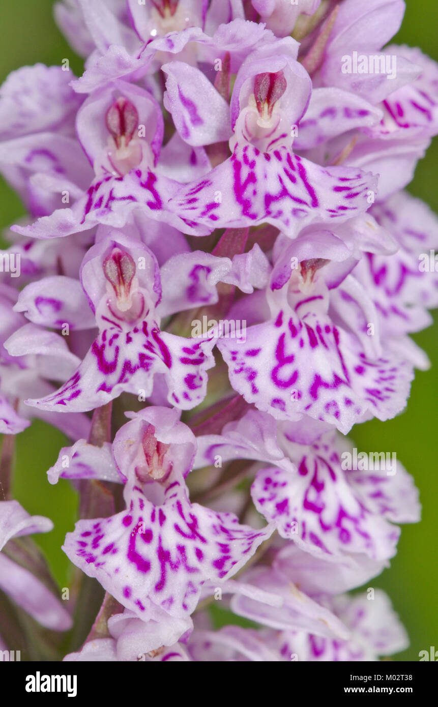 Fortement marquée repéré commune Orchidée Fleur (Dactylorhiza fuchsii). Sussex, UK Banque D'Images