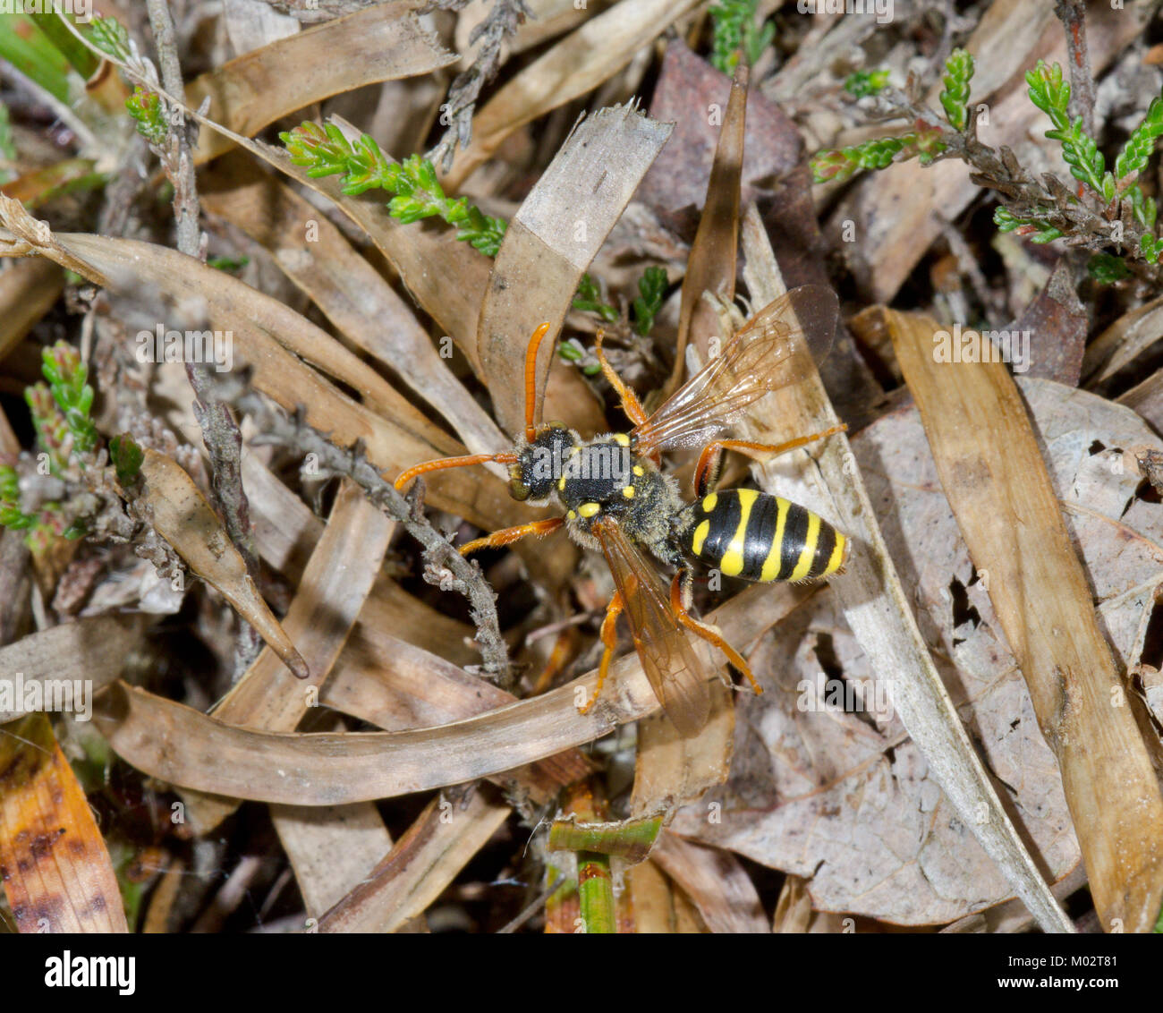 Goodens (abeille coucou nomade Nomada goodeniana) sur la lande à Sussex, UK Banque D'Images