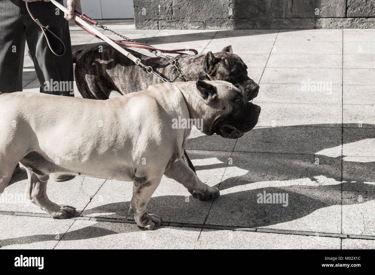 Presa Canario chiens de race. Canaries, Espagne Banque D'Images