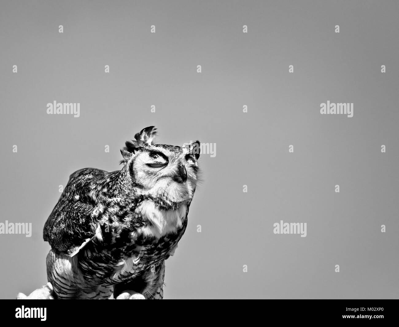 Great Horned Owl avec les yeux fermés contre un ciel bleu Banque D'Images