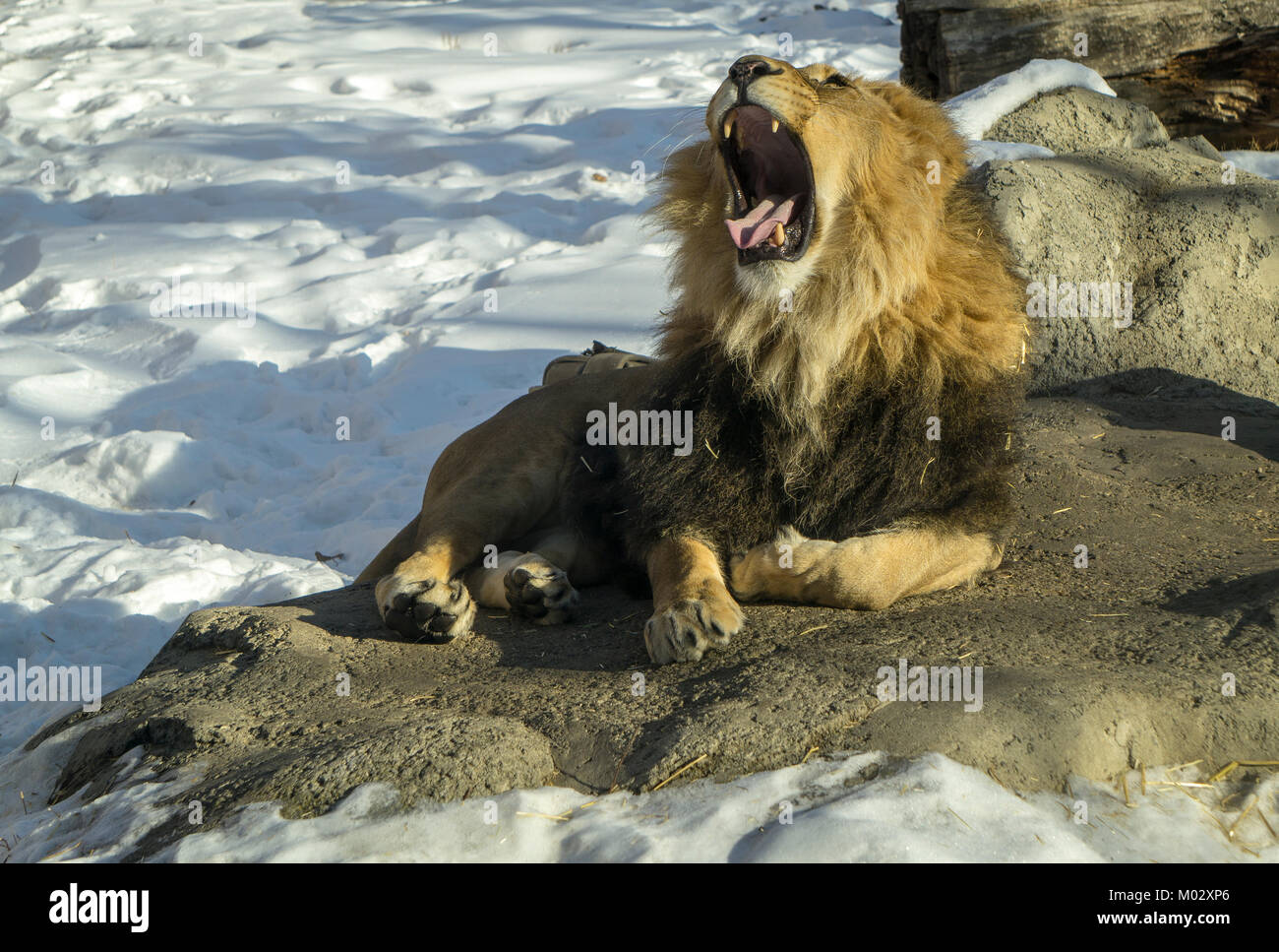 L'African Lion Zoo de Calgary AB Banque D'Images