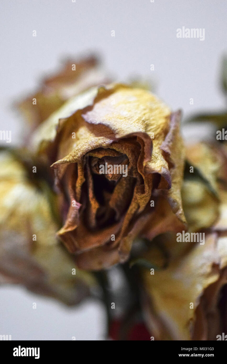 Dead roses Banque de photographies et d’images à haute résolution - Alamy