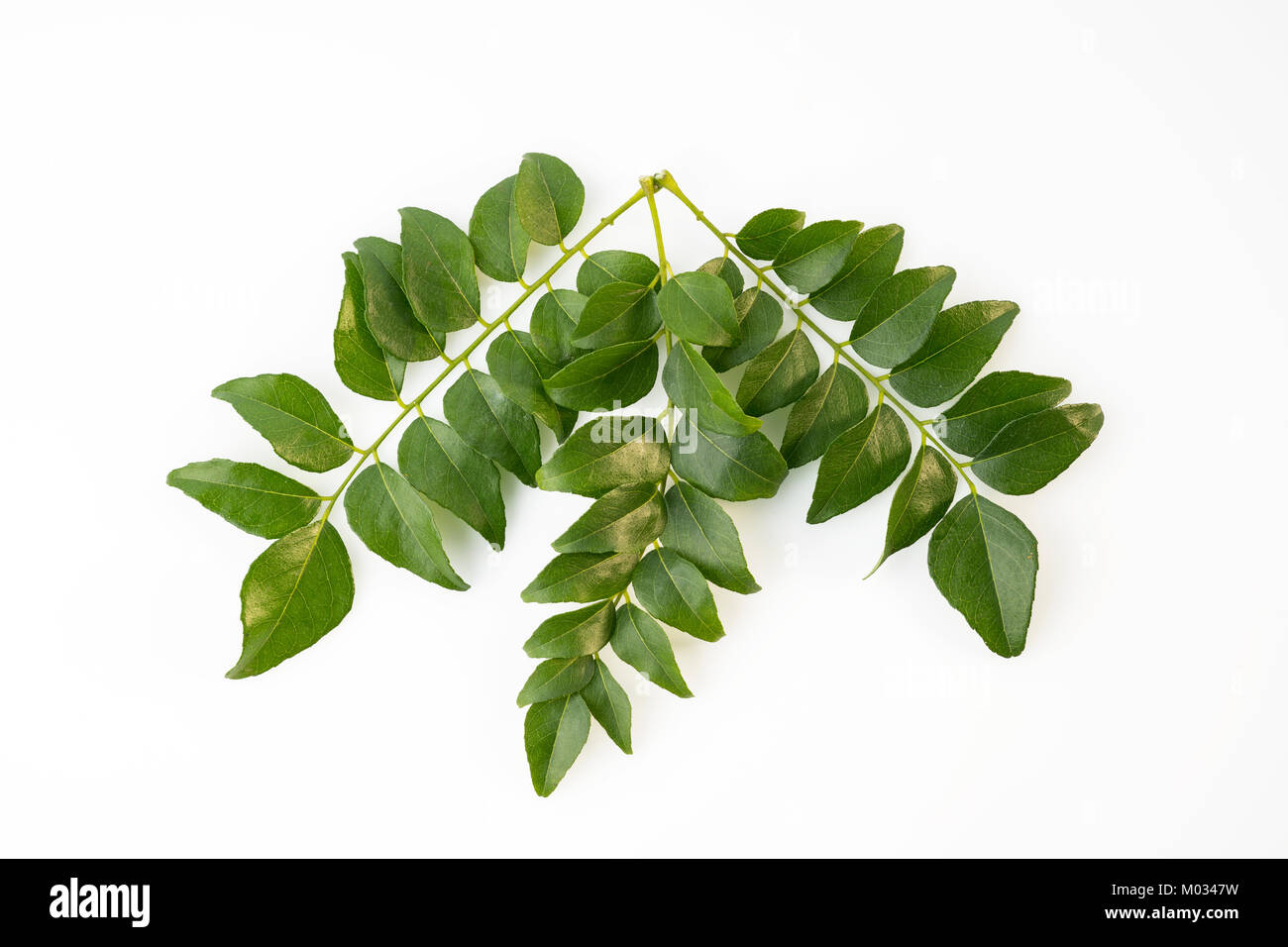 Vue du dessus des feuilles de cari vert frais isolé sur fond blanc tourné en studio. Banque D'Images