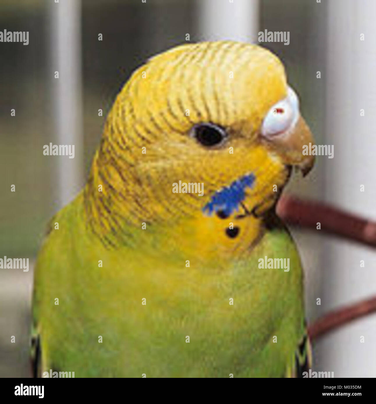 'Canario' fait référence à un type d'oiseau connu pour ses plumes jaune vif et son chant mélodieux. Souvent gardés comme animaux de compagnie, les canaris ont été chéris pour leur beauté et leur chant tout au long de l'histoire. Banque D'Images