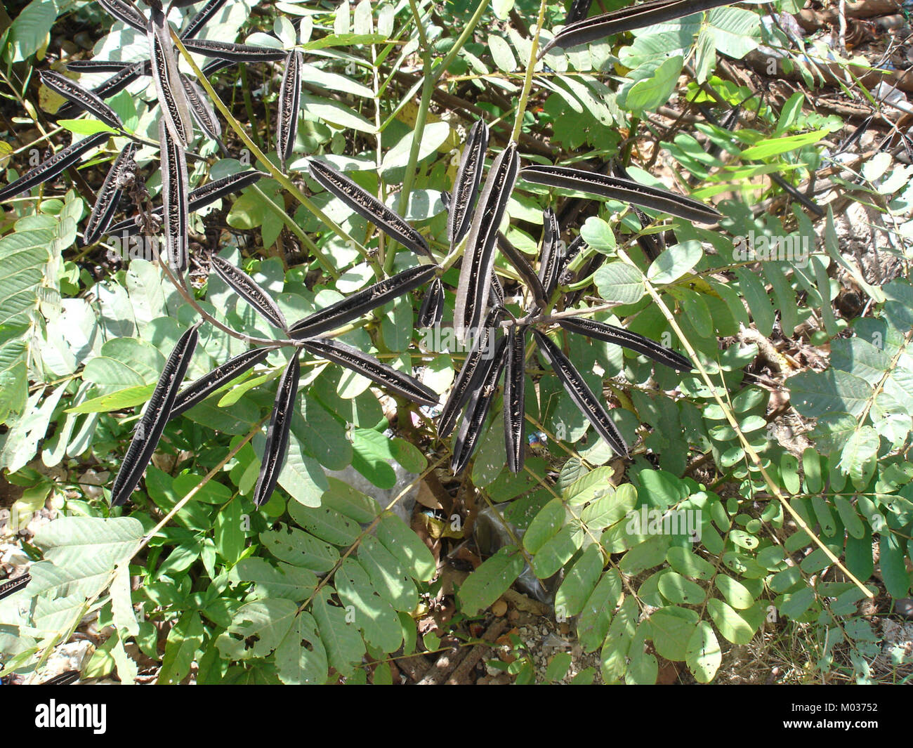 Le Candle Bush (Senna alata) est une plante tropicale connue pour ses épis floraux jaune vif et sa forme de gousse distinctive. Originaire des régions tropicales, il est utilisé en médecine traditionnelle et comme plante ornementale. Banque D'Images