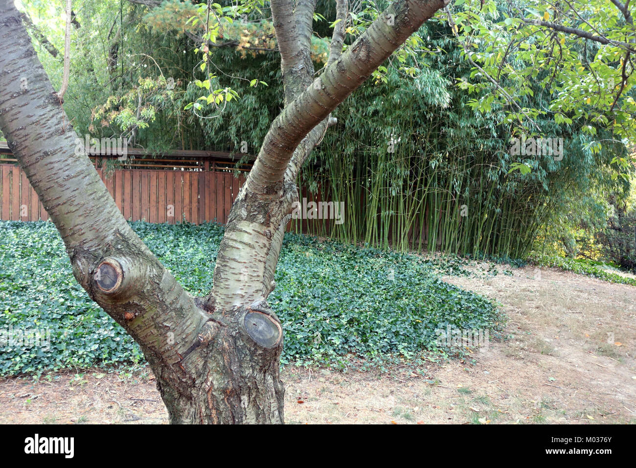 Une image intitulée « DSC07894 » montrant une scène du jardin botanique de Brooklyn, mettant en valeur les diverses collections de plantes et les paysages sereins du jardin. Banque D'Images