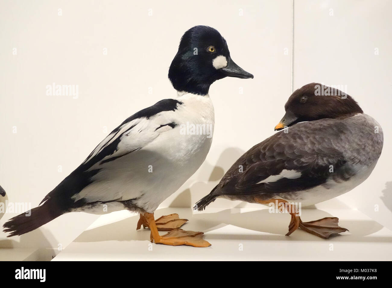 Bucephala clangula, communément appelé oeil d'or commun, est une espèce de canard trouvée en Amérique du Nord et en Europe. Cette image capture à la fois le mâle et la femelle de l'espèce, mettant en valeur leur plumage distinctif. L'oeil d'or commun est connu pour son aspect frappant et est couramment trouvé dans les habitats d'eau douce. Banque D'Images