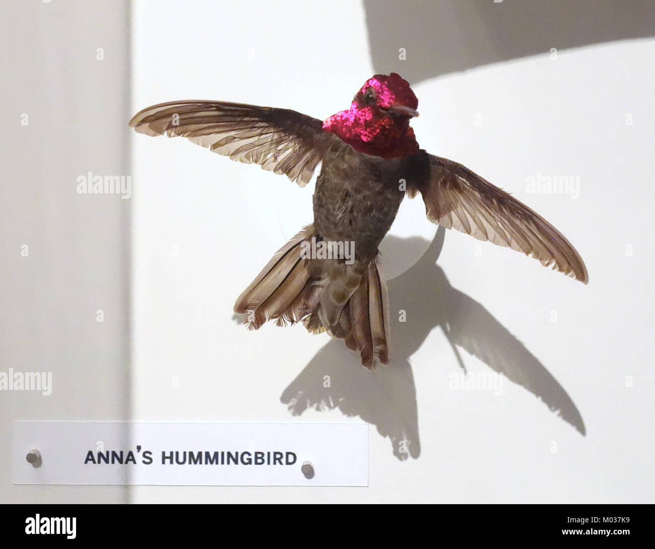 Calypte anna, communément appelé Hummingbird d'Anna, est une espèce originaire de l'ouest de l'Amérique du Nord, exposée au musée d'Oakland de Californie. Banque D'Images